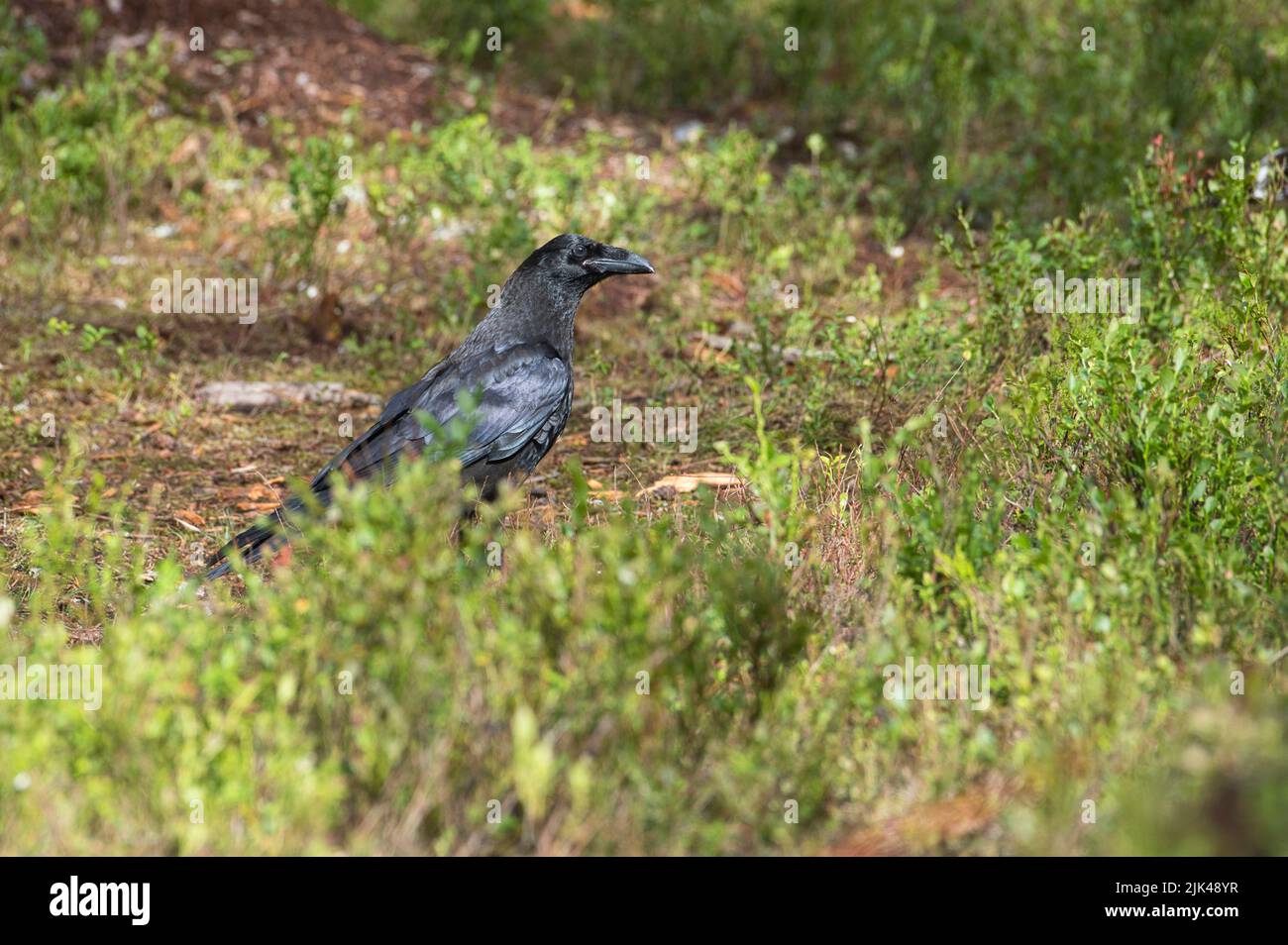 Gemeiner Rabe (Corvus corax) im Taigawald Finnlands Stockfoto