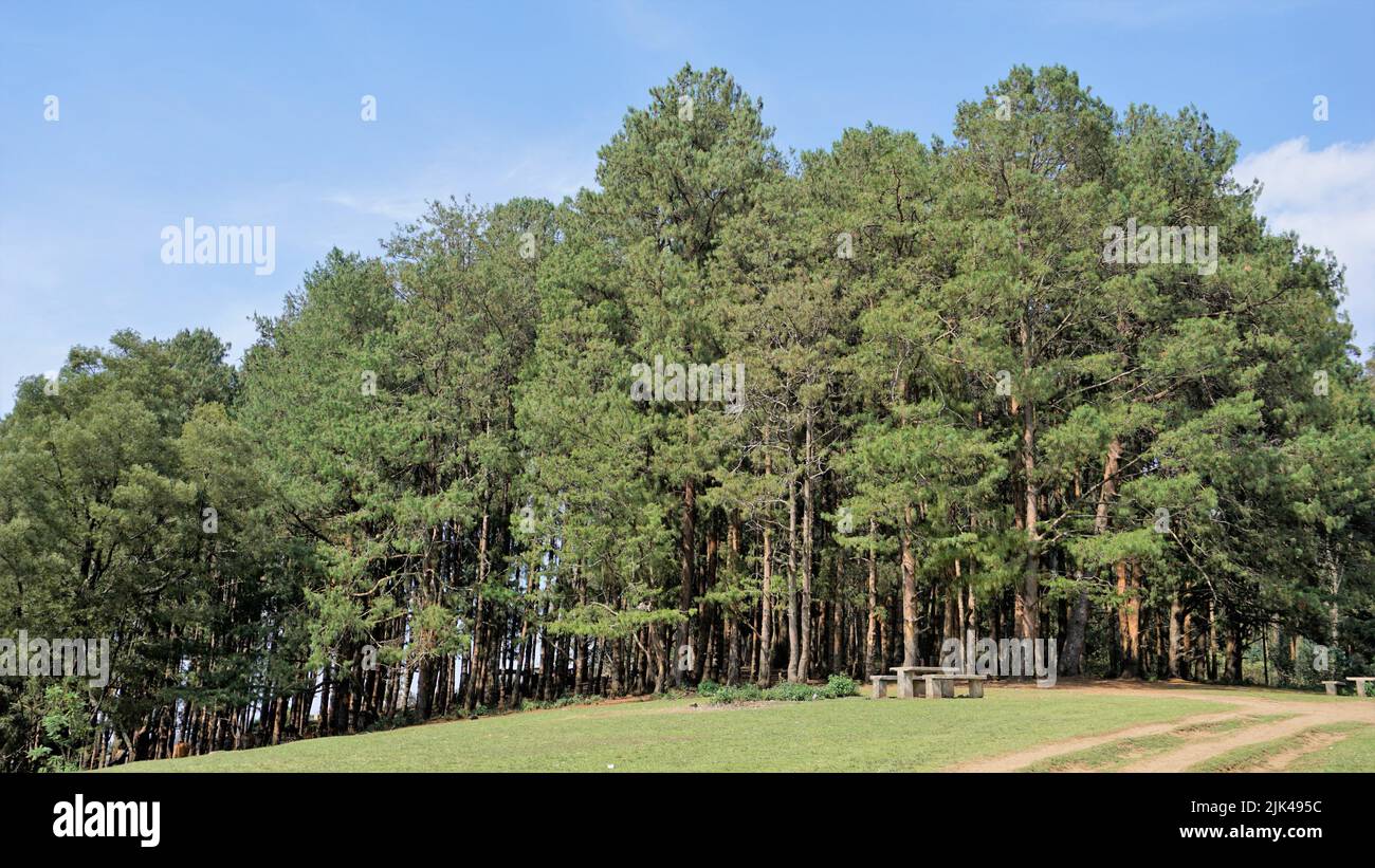 Schöne Landschaften von Ooty. Beste Hintergrundbilder Stockfoto