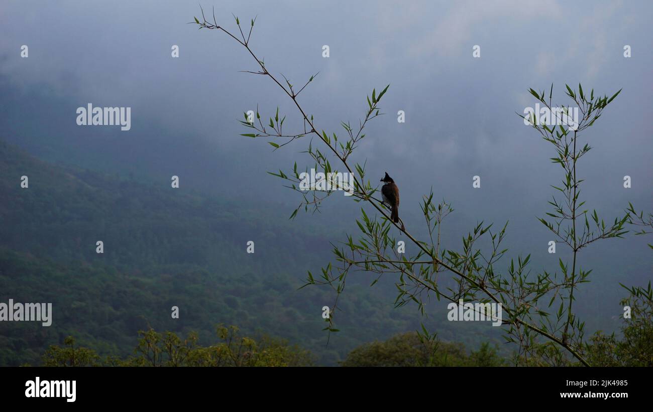 Schöne Landschaften von Ooty. Beste Hintergrundbilder Stockfoto