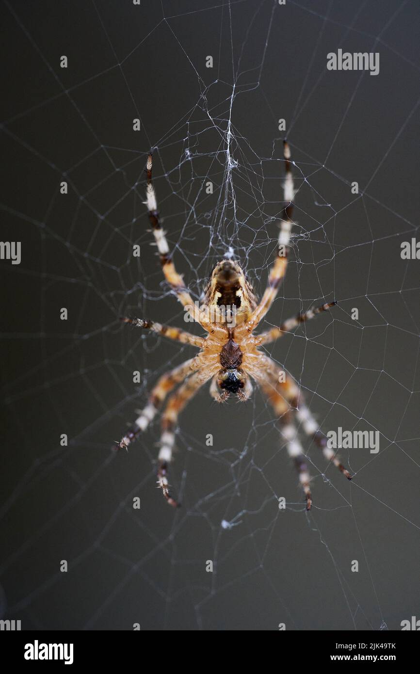 Araneus gehört zur Familie der gemeinsamen Orbis, die Spinnen weben Stockfoto