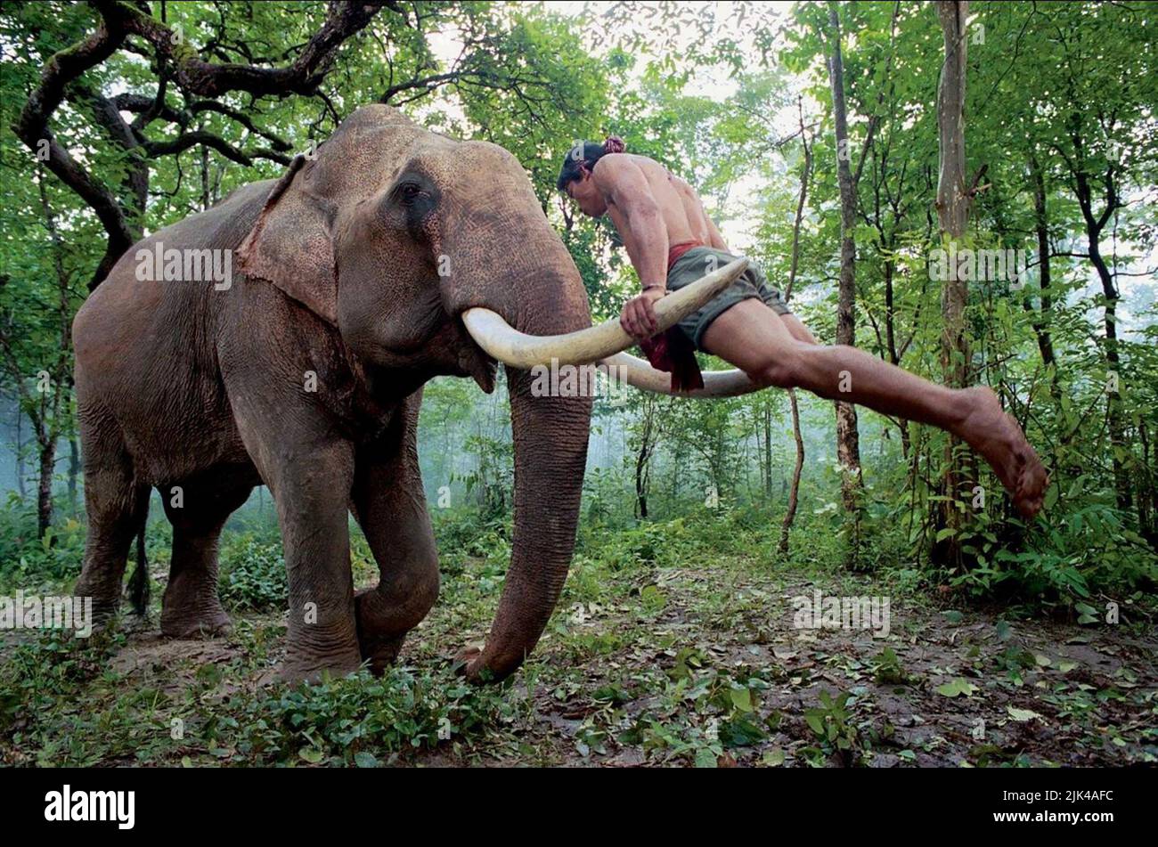 JAA, ELEFANT, DER BESCHÜTZER, 2005 Stockfoto