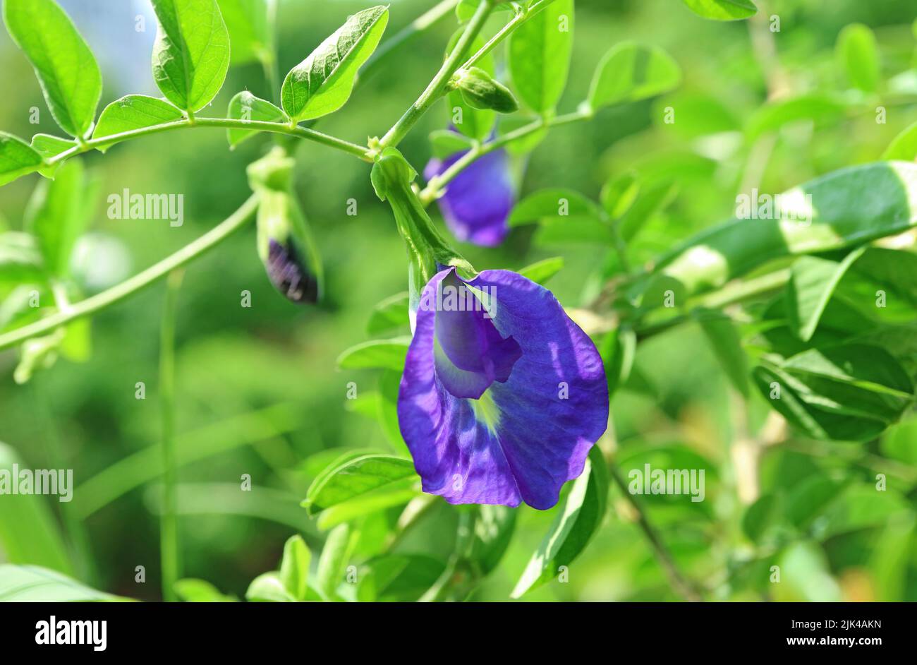 Nahaufnahme einer atemberaubenden Schmetterlingserbse oder Aparajita-Blume mit Knospen, die im Sonnenlicht blühen Stockfoto