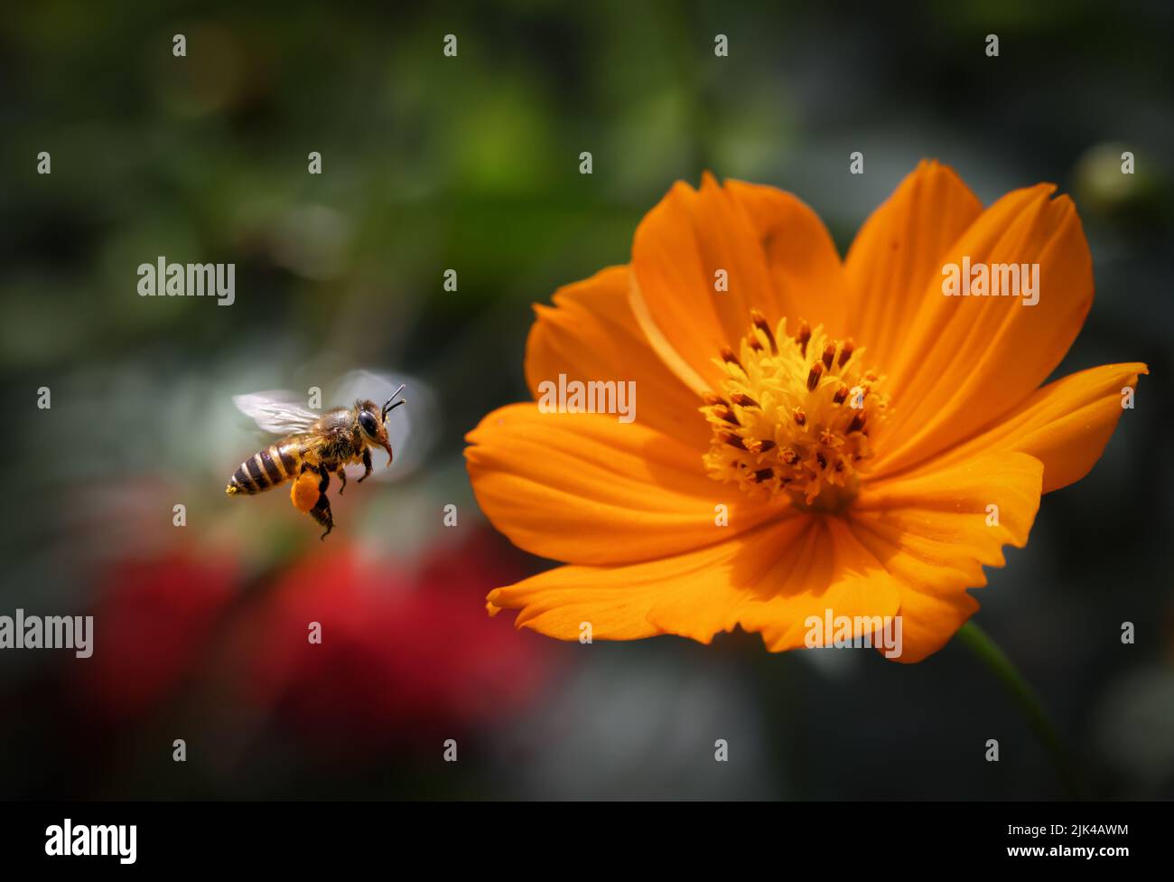 Fliegende Honigbiene sammelt Pollen aus der Blüte. Dieses Foto wurde aus Bangladesch aufgenommen. Stockfoto