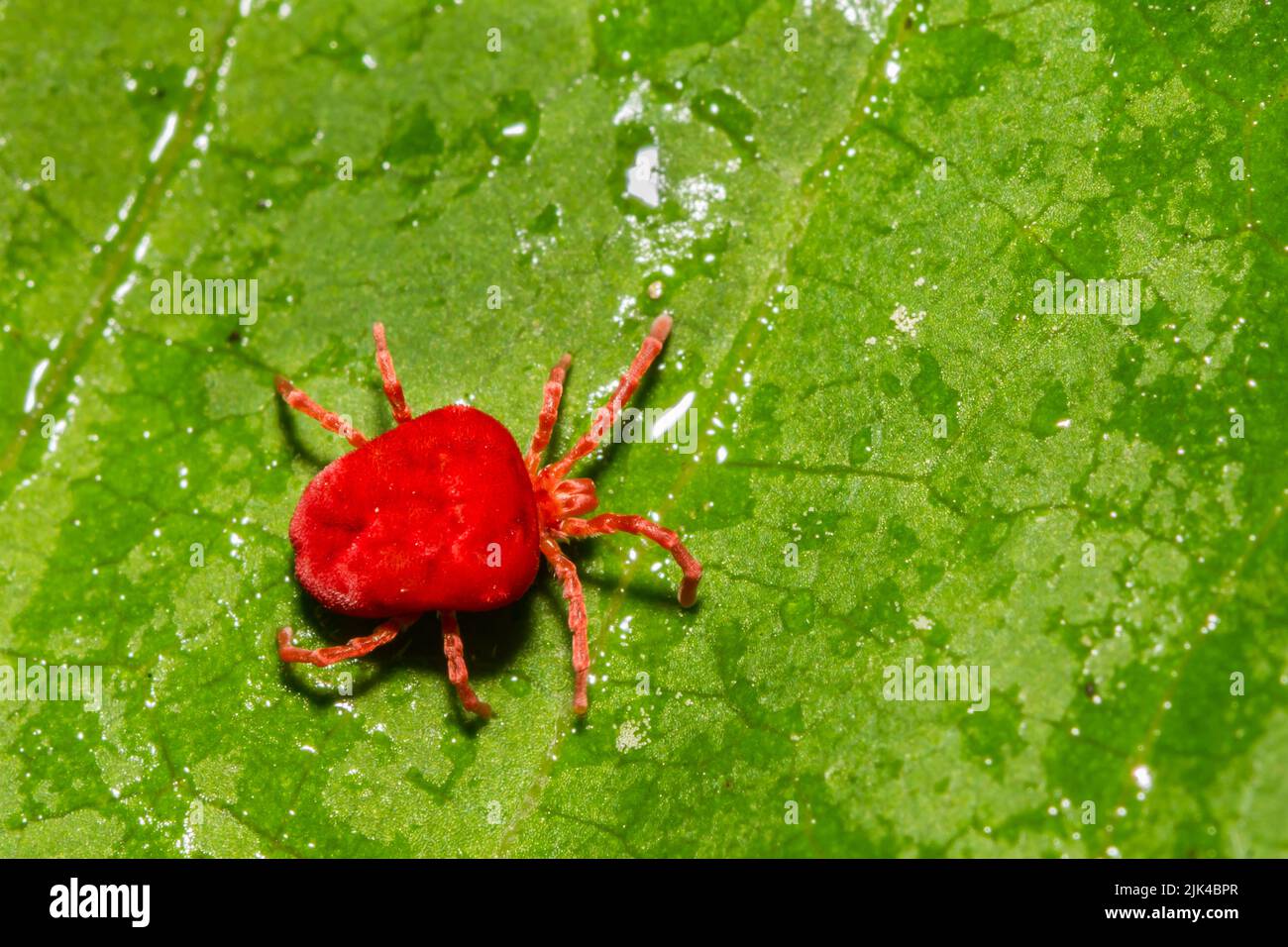 Rote Samtmite auf einem grünen Blatt Stockfoto