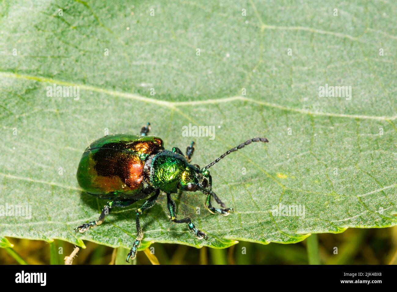 Dogbane Leaf Beetle - Chrysochus auratus Stockfoto