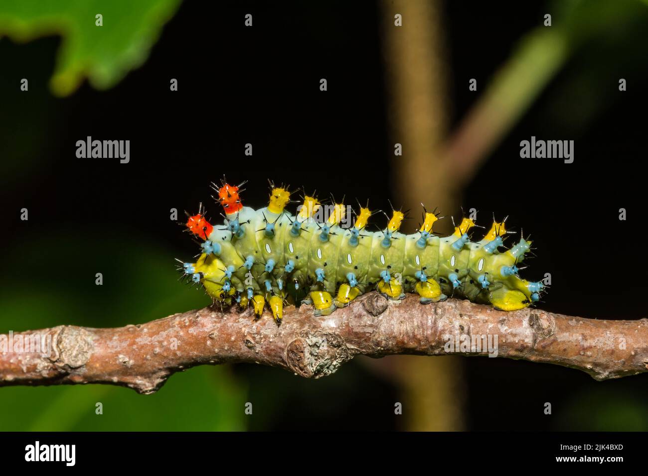 Cecropia Caterpillar Third Instar - Hyalophora cecropia Stockfoto