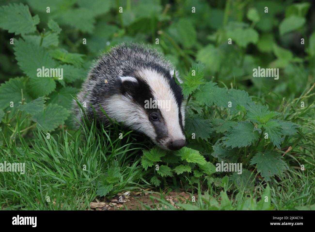Beobachtung des Dachsjungen Stockfoto