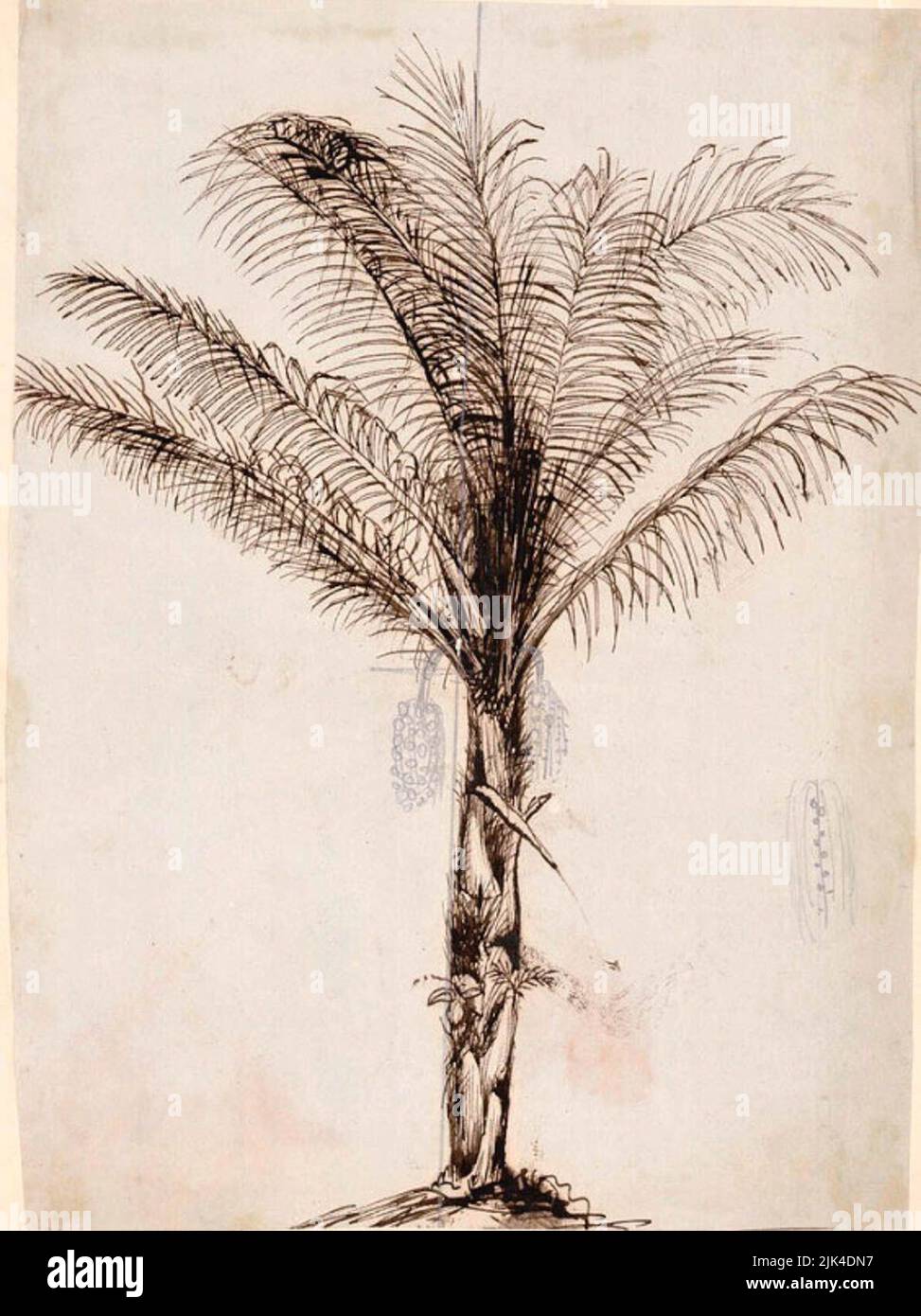 Arenga pinnata, entworfen von Wallace bei einem Besuch in der Stadt und später überarbeitet von Walter Hood Fitch Stockfoto