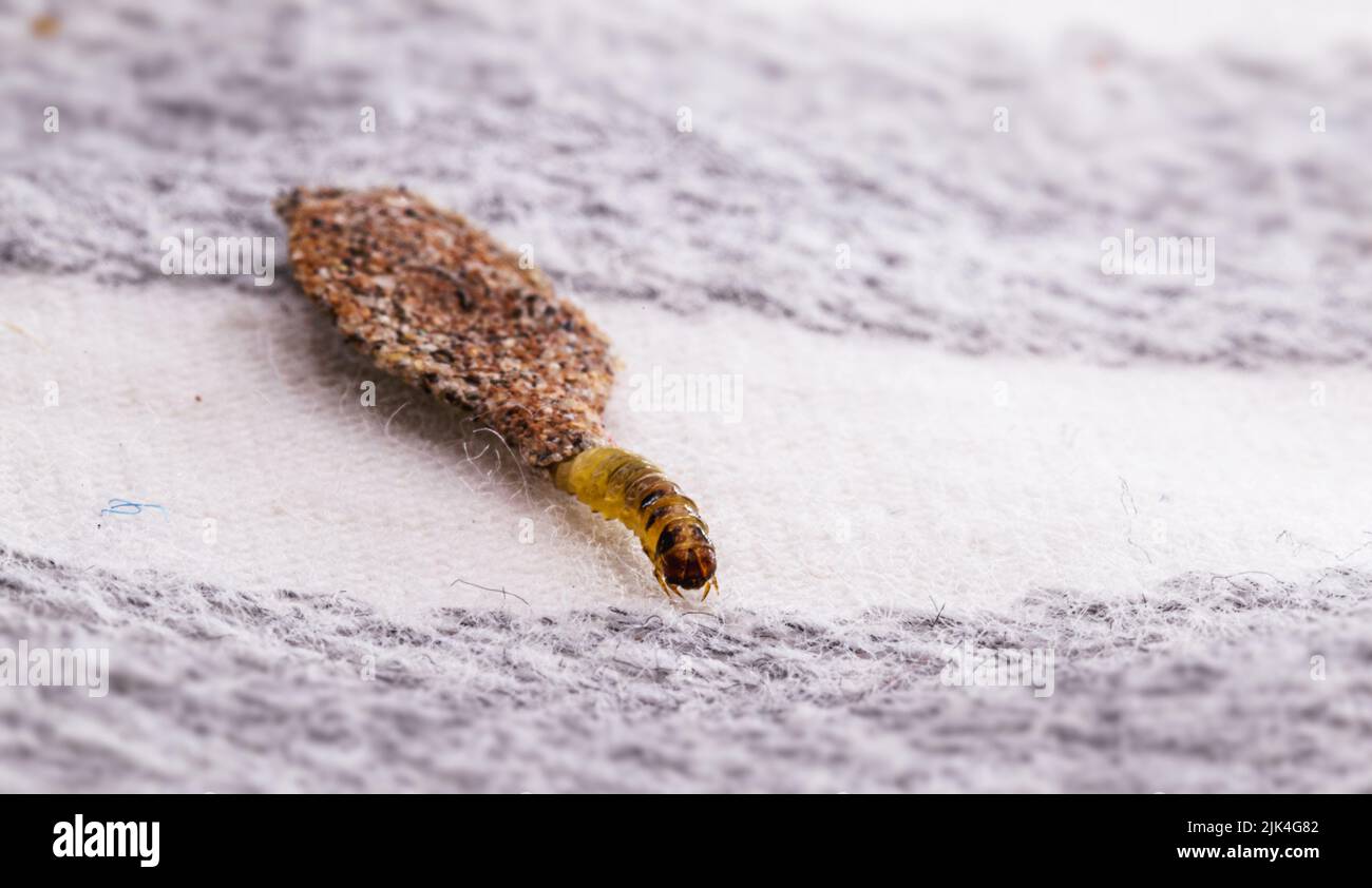 Mottenlarve auf der Kleidung, Fütterung auf Stoff, Makrofoto von städtischen Schädlingen, mangelnde Hygiene, feuchte Umgebung, Insekten im Innenbereich Stockfoto