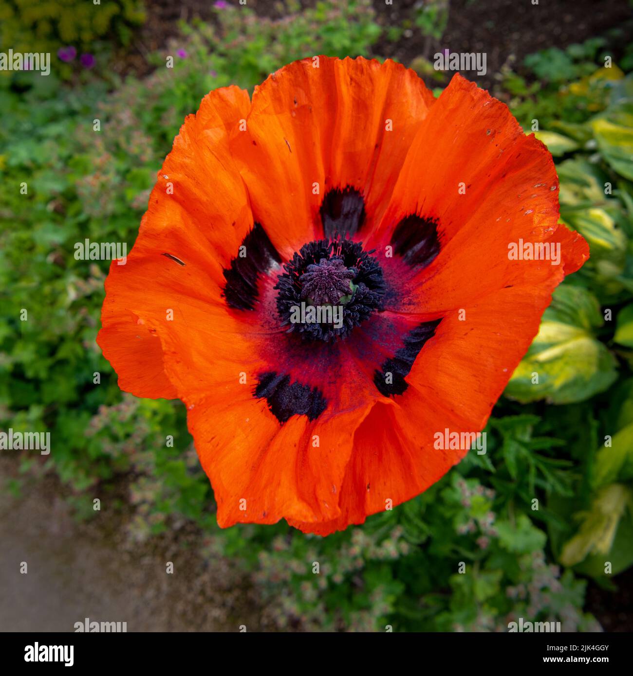 Mohn Stockfoto