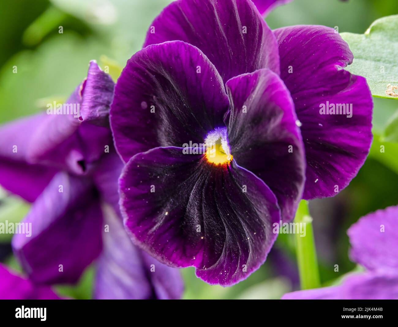 Nahaufnahme von schönen Sommer blühenden violetten Stiefmütterchen (Viola tricolor var. hortensis) Stockfoto