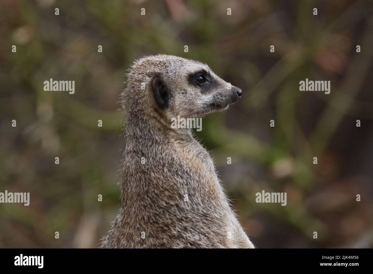 Erwachsener Erdmännchen auf dem Aussichtspunkt Stockfoto