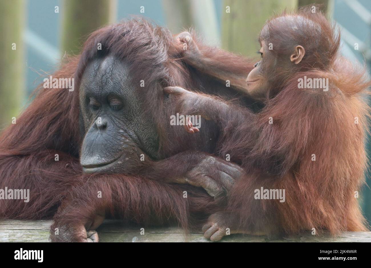 Kostbarer Moment zwischen Mama und Baby Orang-Utan Stockfoto