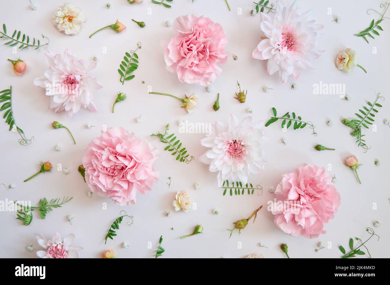 Rosa Blüten und grüne Blätter auf weißem, floralem Pastellhintergrund. Flach liegend Stockfoto
