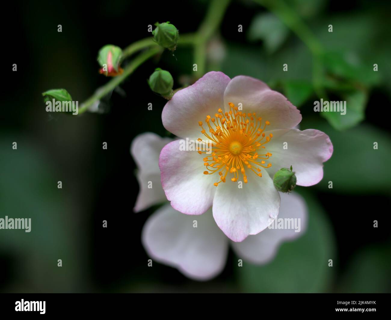 Weiße, süßbriere Rosen auf dunkelgrünem Hintergrund Stockfoto