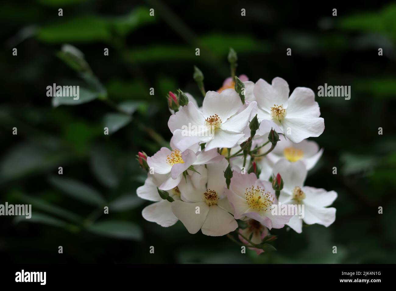 Weiße, süßbriere Rosen auf dunkelgrünem Hintergrund Stockfoto