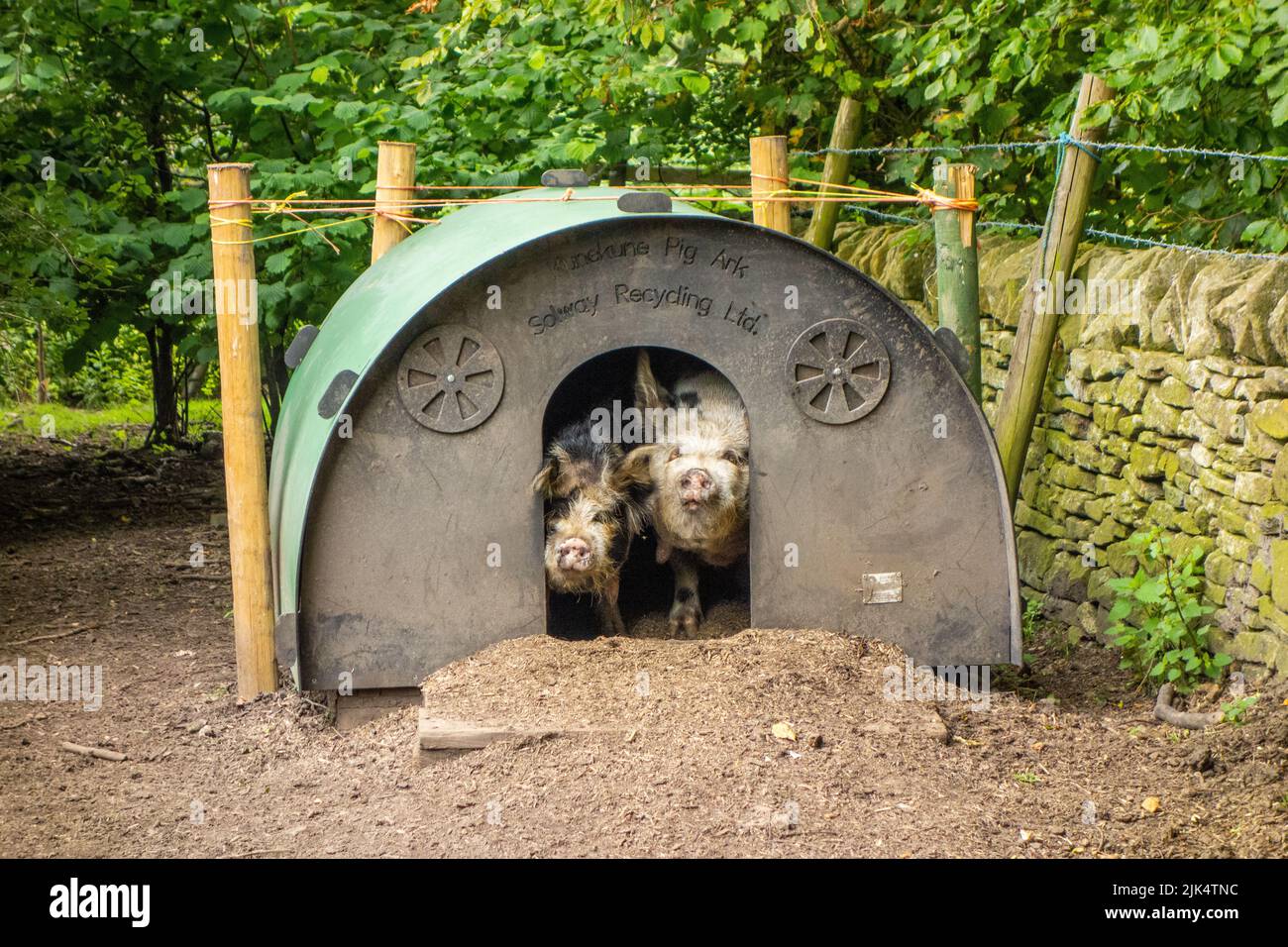 Zwei Schweine schauen aus einem Schweinestall Stockfoto