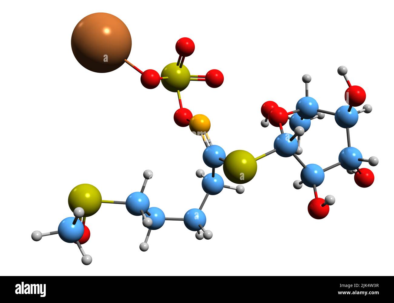 3D Bild der Skelettformel von Glucoraphanin - molekulare chemische Struktur von Glucosinolat isoliert auf weißem Hintergrund Stockfoto