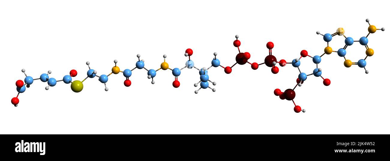 3D Bild der Glutaconyl-CoA-Skelettformel - molekularchemische Struktur des Lysinstoffwechselintermediates isoliert auf weißem Hintergrund Stockfoto