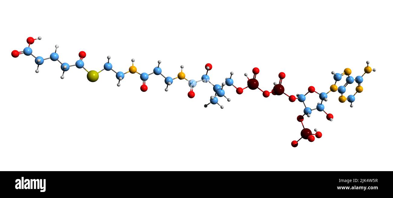 3D Bild der Glutaryl-CoA-Skelettformel - molekulare chemische Struktur des Lysin- und Tryptophanstoffwechselintermediates, isoliert auf weißem Backgro Stockfoto