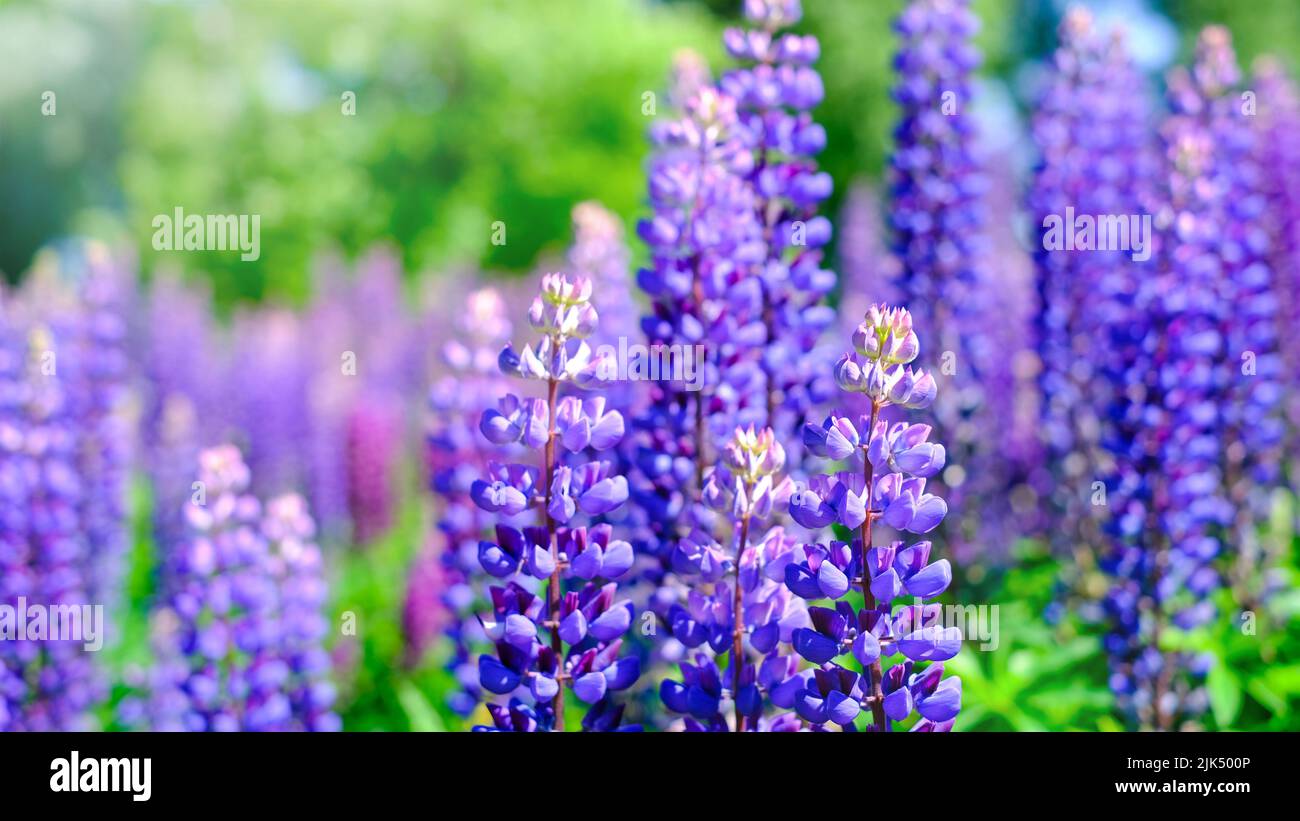 Ein schöner natürlicher Hintergrund für Ihre Projekte im Bannerformat mit einem Feld aus Lupinenblumen an einem klaren Sommertag Stockfoto