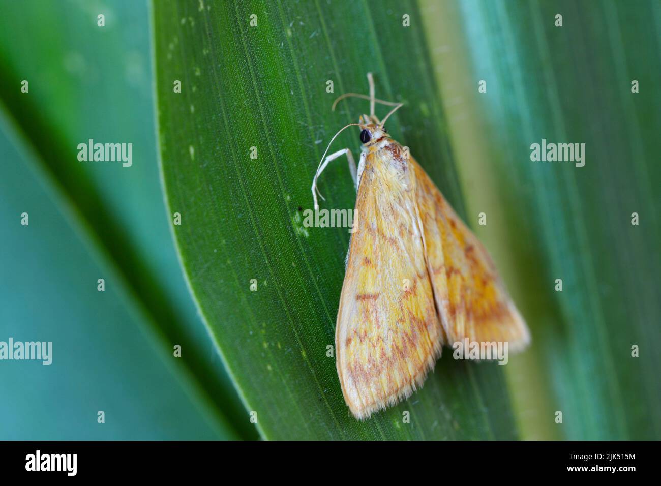 European corn borer Fotos und Bildmaterial in hoher Auflösung Alamy