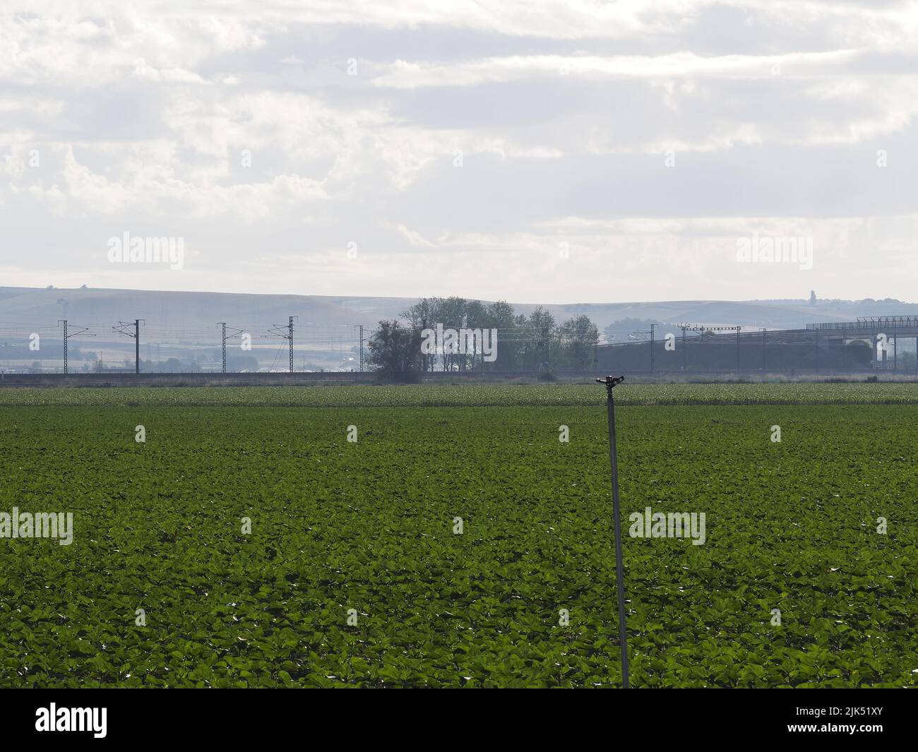 Maisfeld an einem Sommermorgen gesät. Ökologischer Landbau.hd-Bild Stockfoto