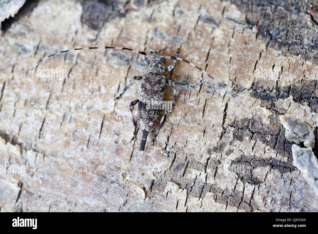 Longhorn-Käfer, Acanthocinus griseus auf Rinde. Stockfoto
