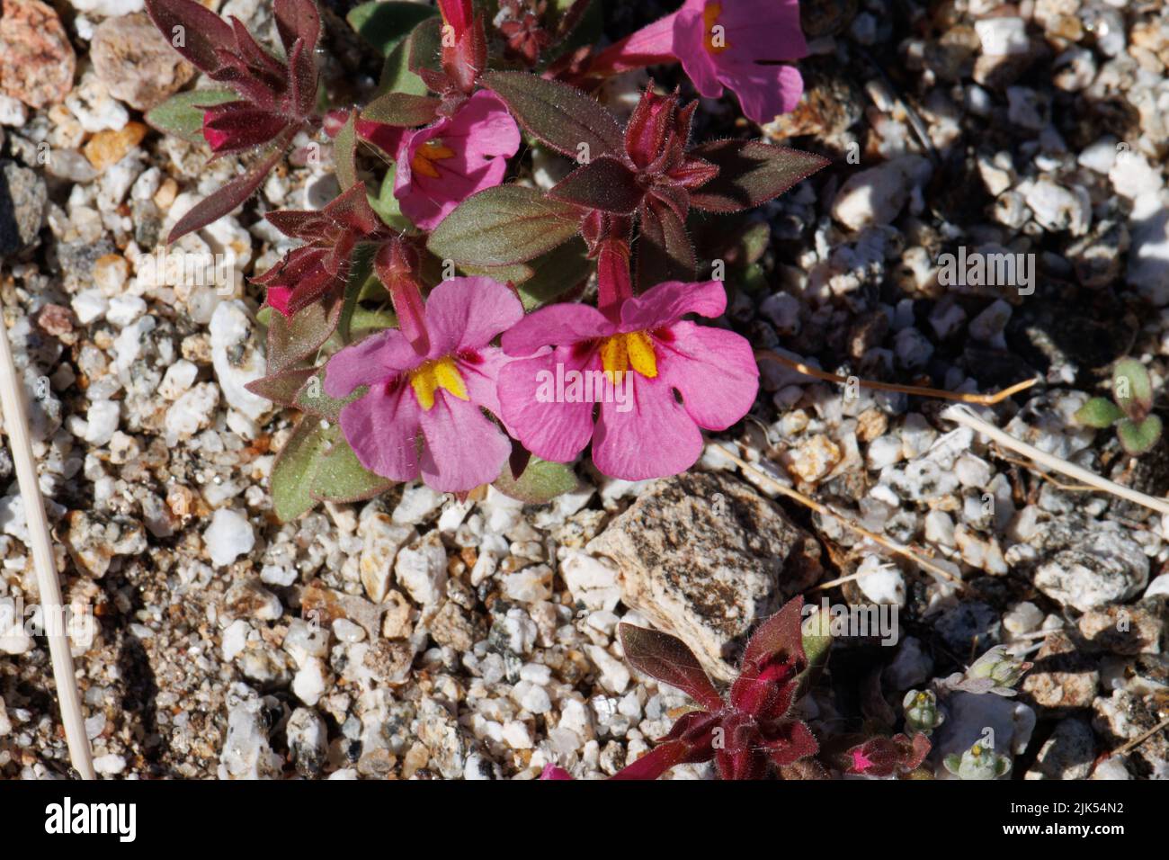 Rosa blühende, unbestimmte Raceme-Blütenstände von Diplacus bigelovii, Phrymaceae, einheimischer einjähriger Kraut in der Wüste Anza Borrego, Frühling. Stockfoto