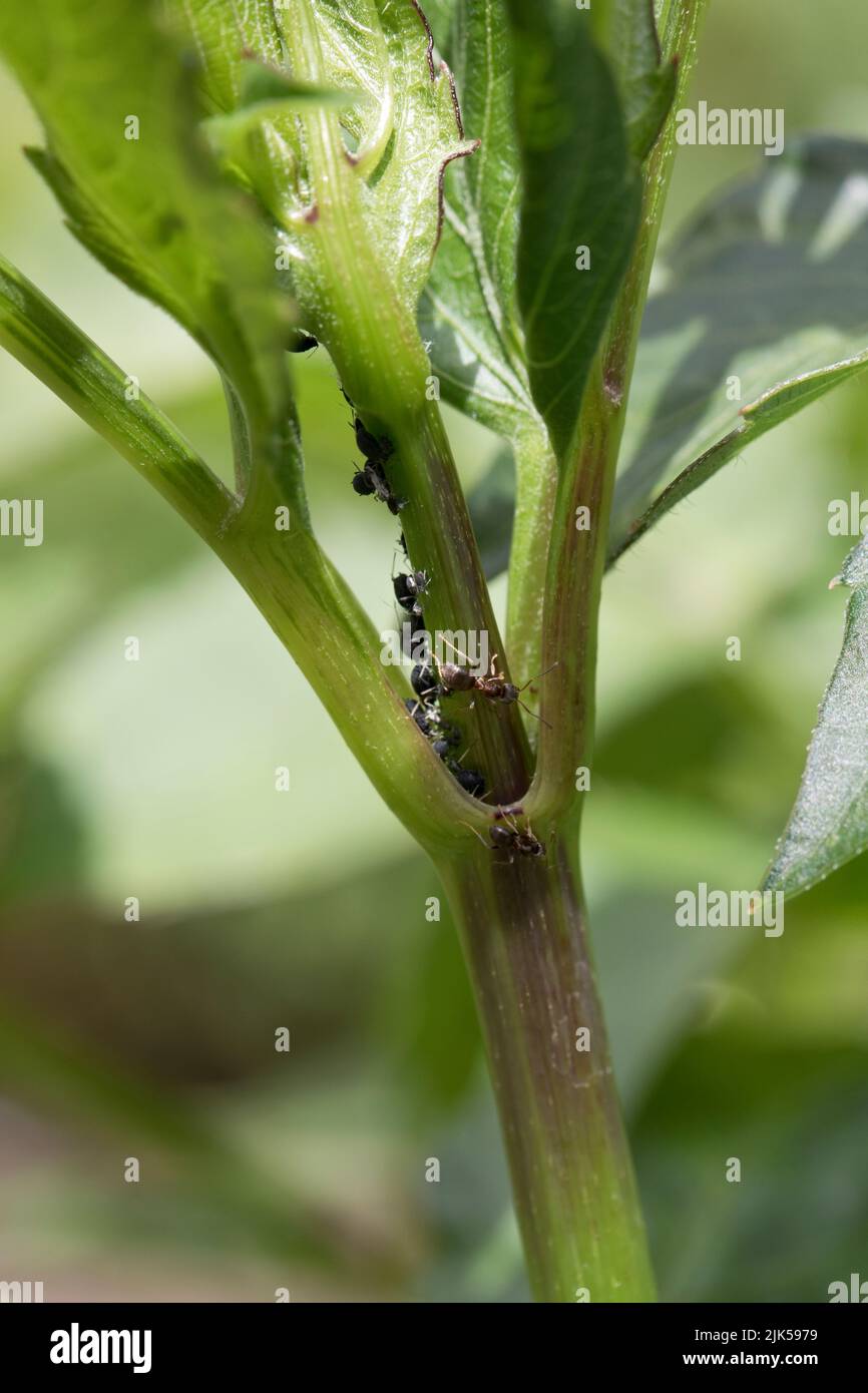Schwarzfliege (Blattläuse) und Farmameisen auf einer Dahlia-Pflanze im Frühsommer, Großbritannien Stockfoto