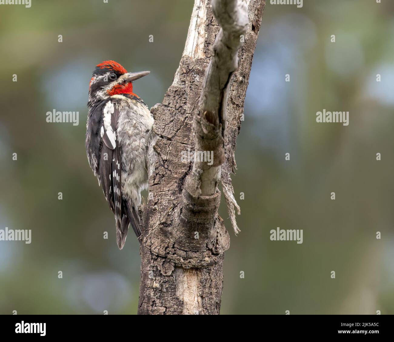 Ein rotnackter Sapsucker in Wyoming. Stockfoto
