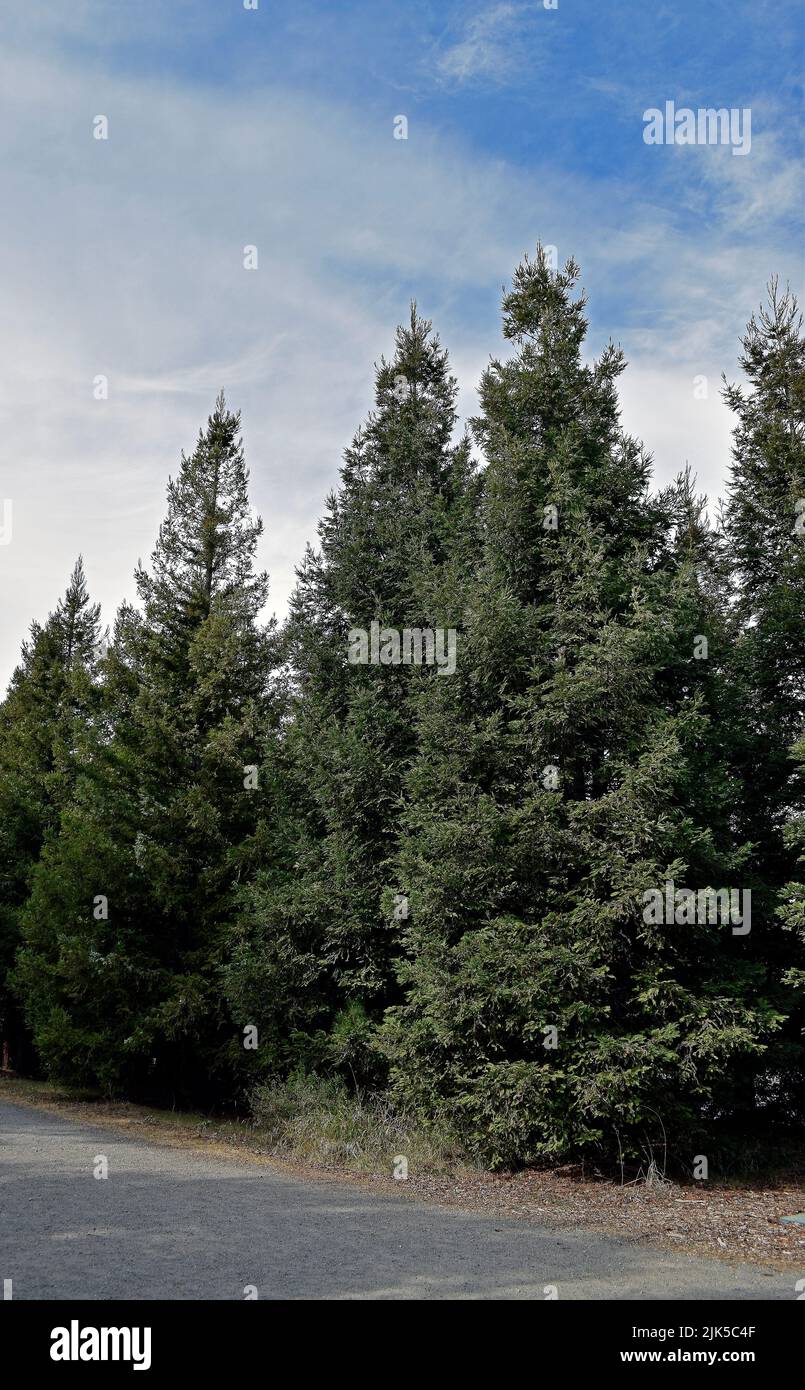 Freiwillige Anerkennung Redwood Grove in Quarry Lakes Regional Recreation Area, Fremont, Kalifornien Stockfoto
