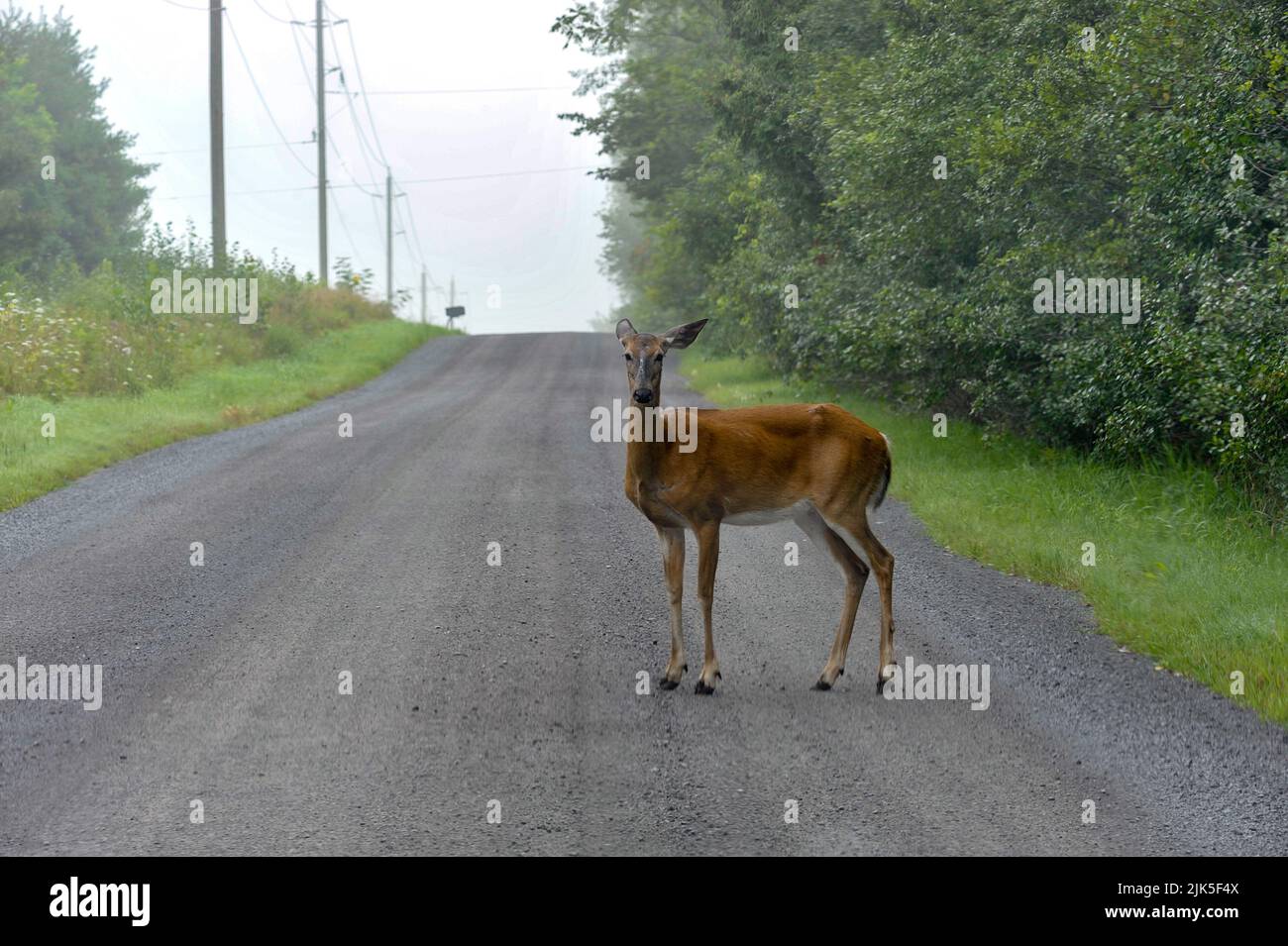 Weiße Schwanzhirsche stehen auf einer unbefestigten Landstraße und blicken direkt auf Sie. Stockfoto