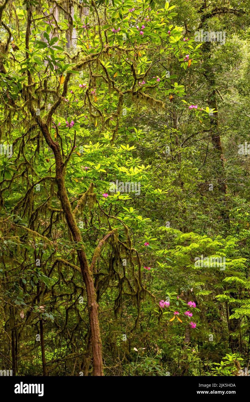 Ein mit Moos bedeckter Rhododendron-Baum in einem üppigen Wald entlang des Tall Trees Trail im Redwoods National Park, Kalifornien. Stockfoto