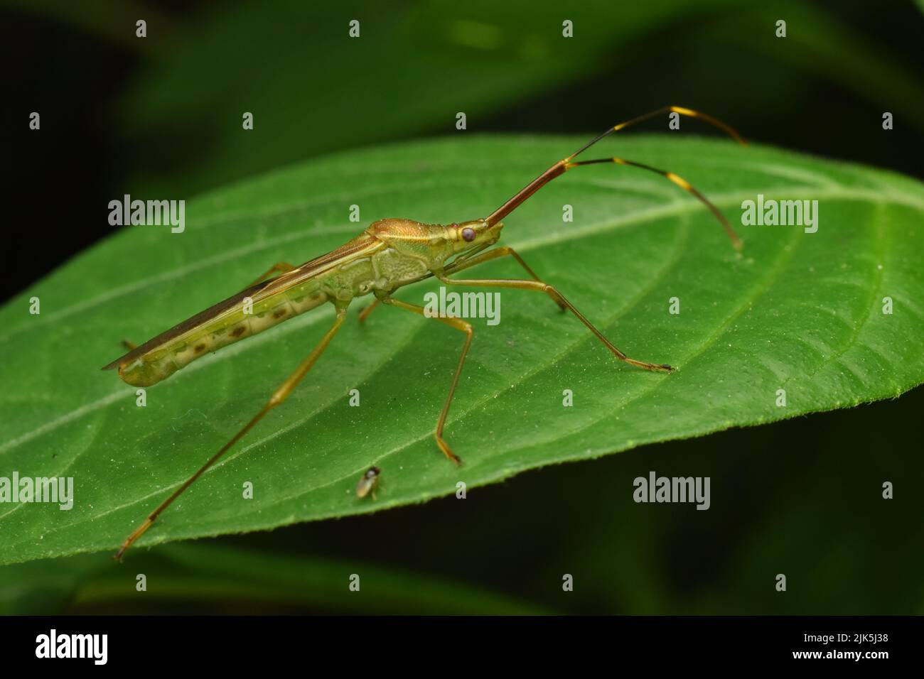Reiswanze ruht auf grünem Blatt. Leptocorisa sp. Stockfoto
