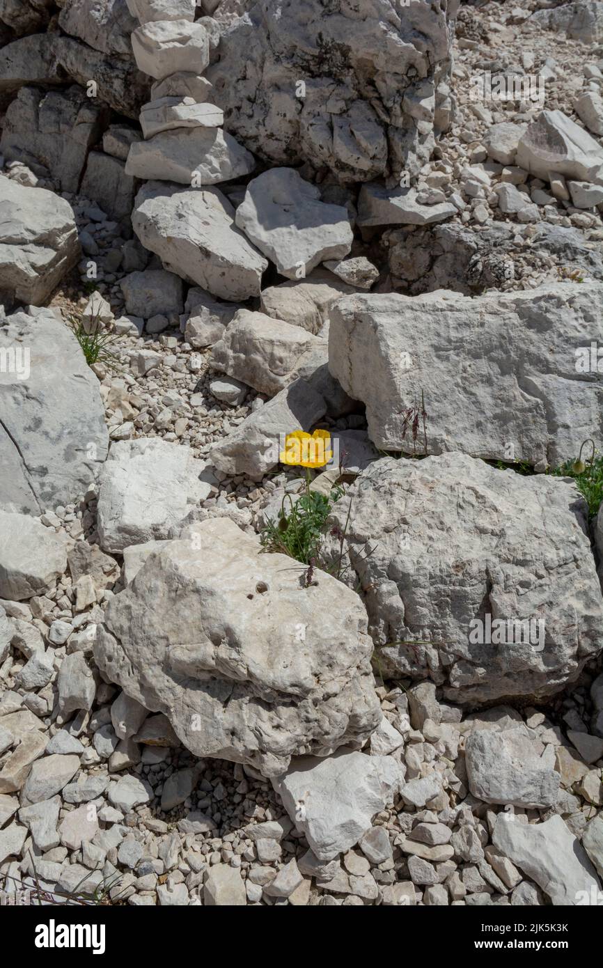 Blühender gelber Alpenmohn (Papaver alpinum oder rhaeticum). Blühender Zwergmohn in den Dolomiten. Italien. Stockfoto