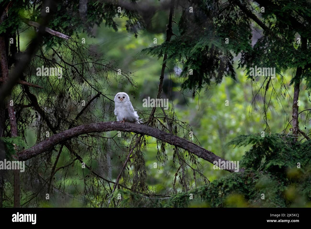 Weiße (Albinos) leukistische junge Sperlingseule in Port Coquitlam, BC, Kanada, Juli 2022 Stockfoto