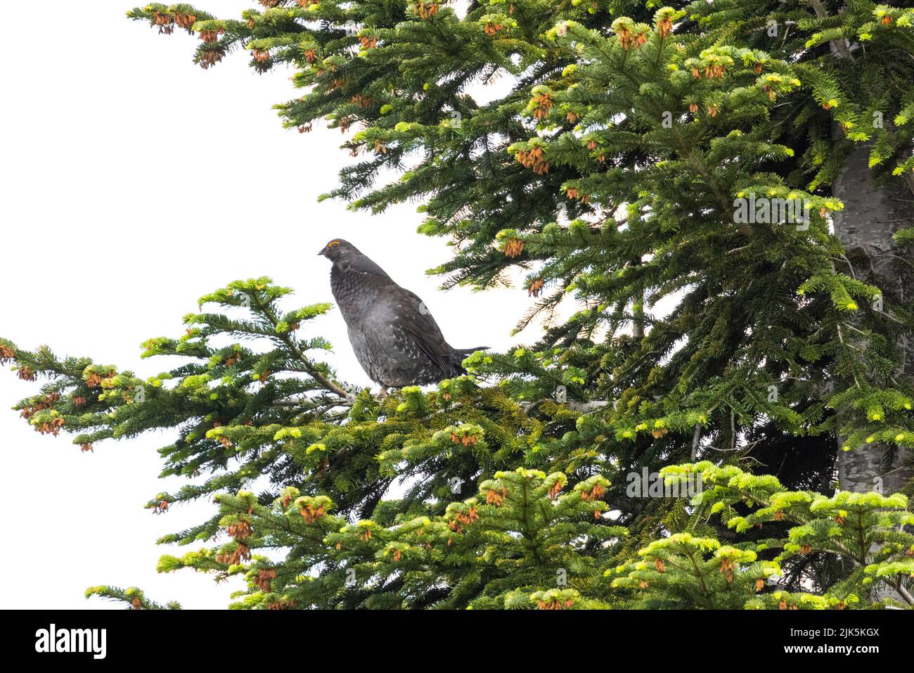 Sooty Grouse in West Vancouver, BC, Kanada, Juli 2022 Stockfoto