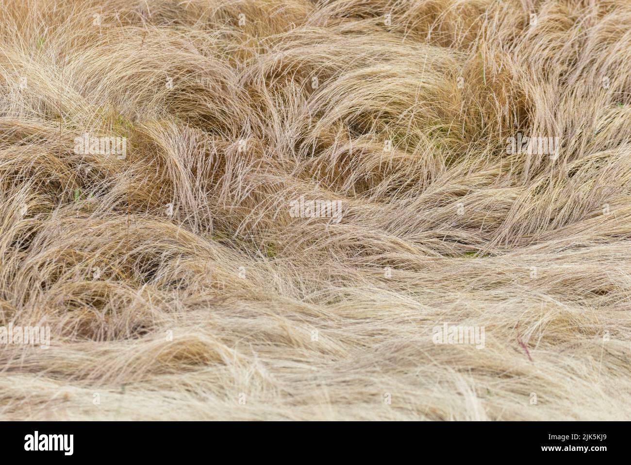 Langes gelbes Gras, Nahaufnahme für den Einsatz im Hintergrund Stockfoto
