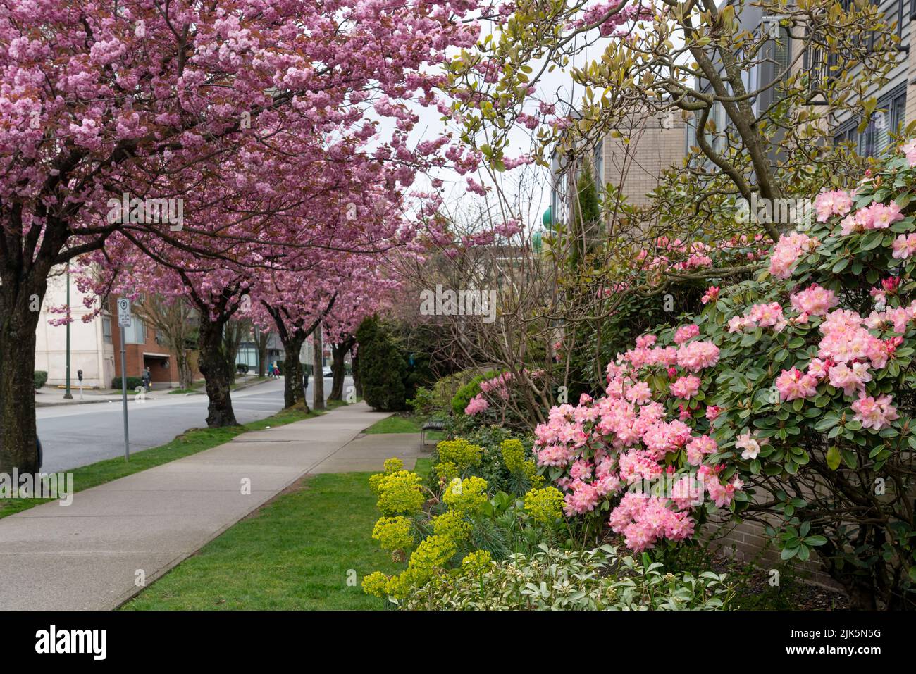 Kirschblütenbäume blühen entlang der Straße in Vancouver, British Columbia, Kanada. Stockfoto