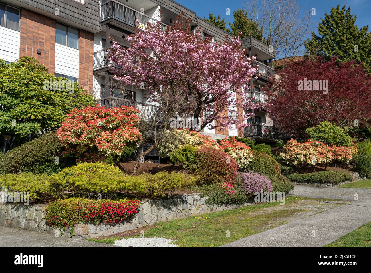 Frühlingsgärten und Landschaftsbau in North Vancouver, British Columbia, Kanada. Stockfoto