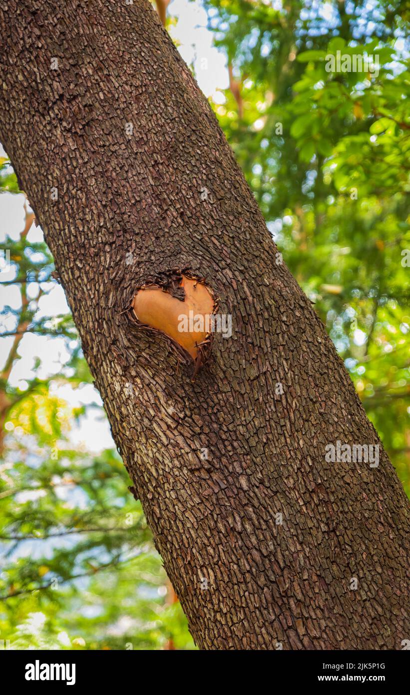 Wald braun Holzhintergrund. Textur Wald Holzbaumrinde mit Zeichen des Herzens. Liebe in der Natur. Pacific Madrona Baum. Erdbeerbaum Arbutus. Stockfoto