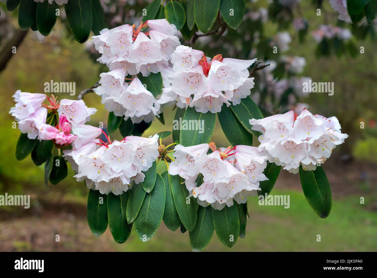 Der Frühling blüht in den Van Dusen Botanical Gardens, Vancouver, British Columbia, Kanada. Stockfoto