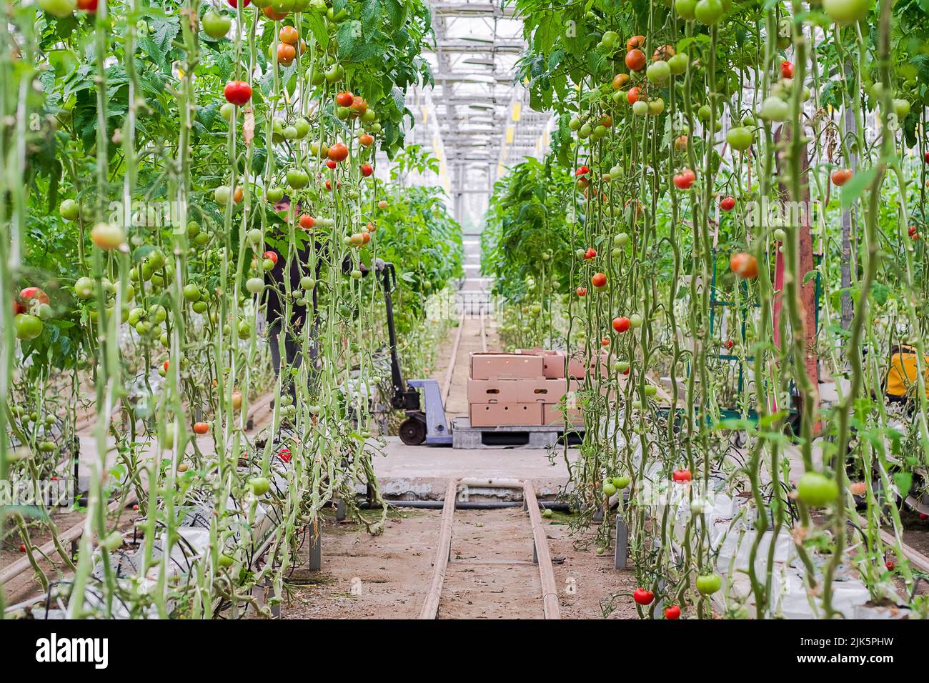 Tomatenproduktion und -Transport. Schöne rote reife Tomaten Hintergrund, Landwirtschaft. Anbau von Tomaten, Gemüsegeschäft, Gewächshaus Stockfoto