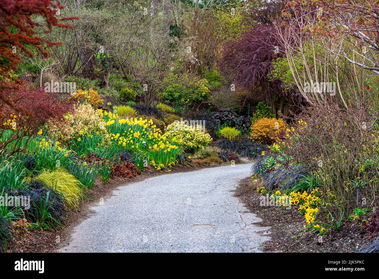Der Frühling blüht in den Van Dusen Botanical Gardens, Vancouver, British Columbia, Kanada. Stockfoto