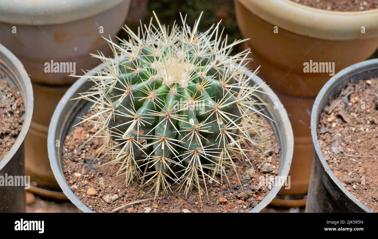 Schöne Innenkaktus-Topfpflanzen von Echinocactus grusonii oder Kroenleinia grusonii aus einem Kindergarten. Auch bekannt als goldener Fasskaktus, golden Stockfoto