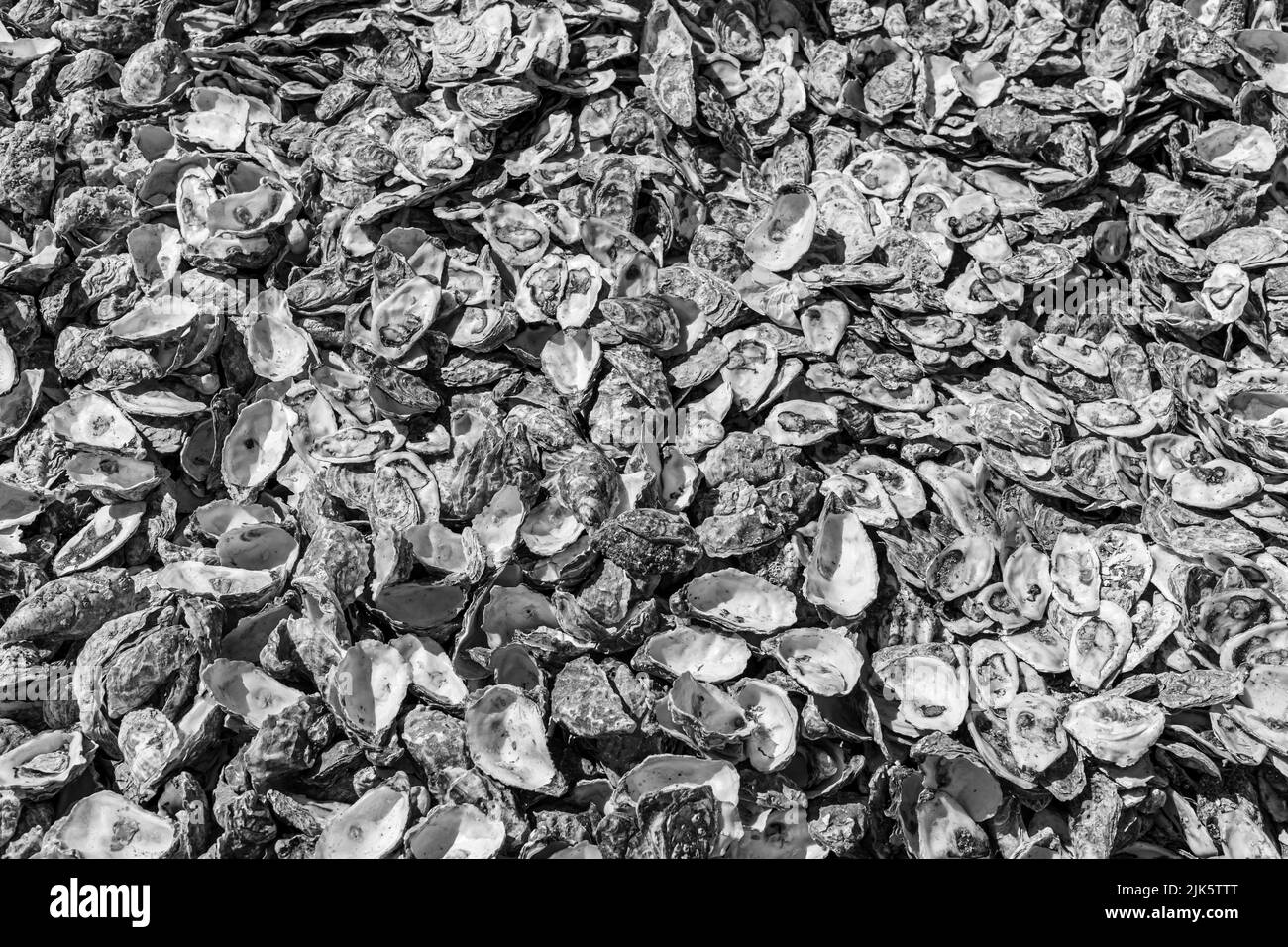 Geöffnete Austernschalen Hintergrund, Nahaufnahme Stockfoto