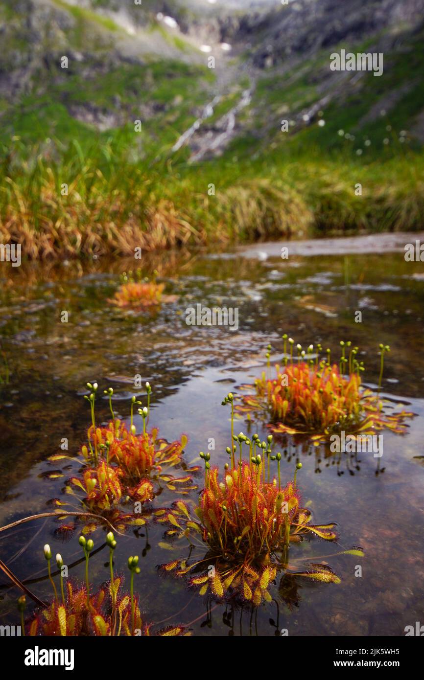 Kreisförmige Klumpen von englischem Sonnentau (Drosera anglica), die in einem Teich im Norden Norwegens wachsen Stockfoto
