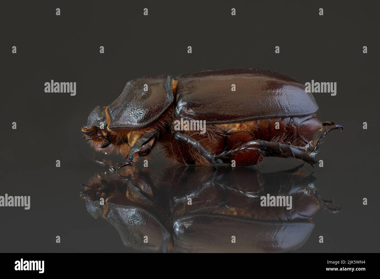 Weibliche europäische Nashornkäfer - Extreme Makro - Stapelfotografie. Stockfoto