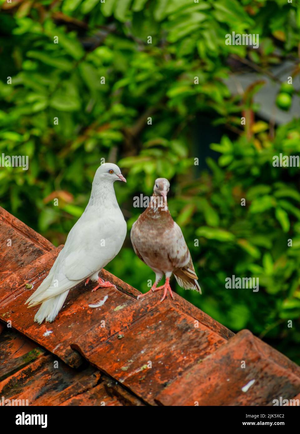 Zwei Taubenvögel sitzen auf einem Lehmziegeldach mit Bäumen im Hintergrund. Selektiver Fokus auf den weißen Vogel. Stockfoto